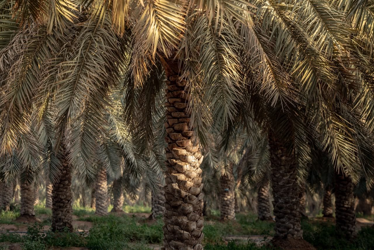 Dattelpalmen-Hain in Al-Madinah, Saudi-Arabien
