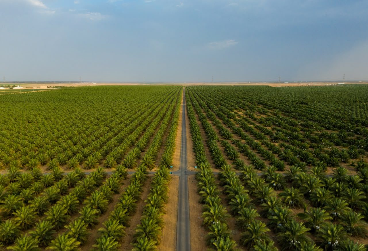 Dattelpalmen-Plantage in Saudi-Arabien aus der Luft